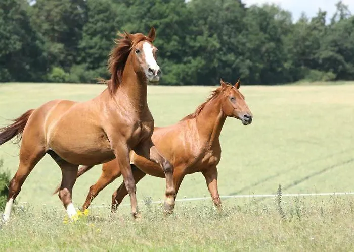 Logis De La Helberdiere Cossé-en-Champagne